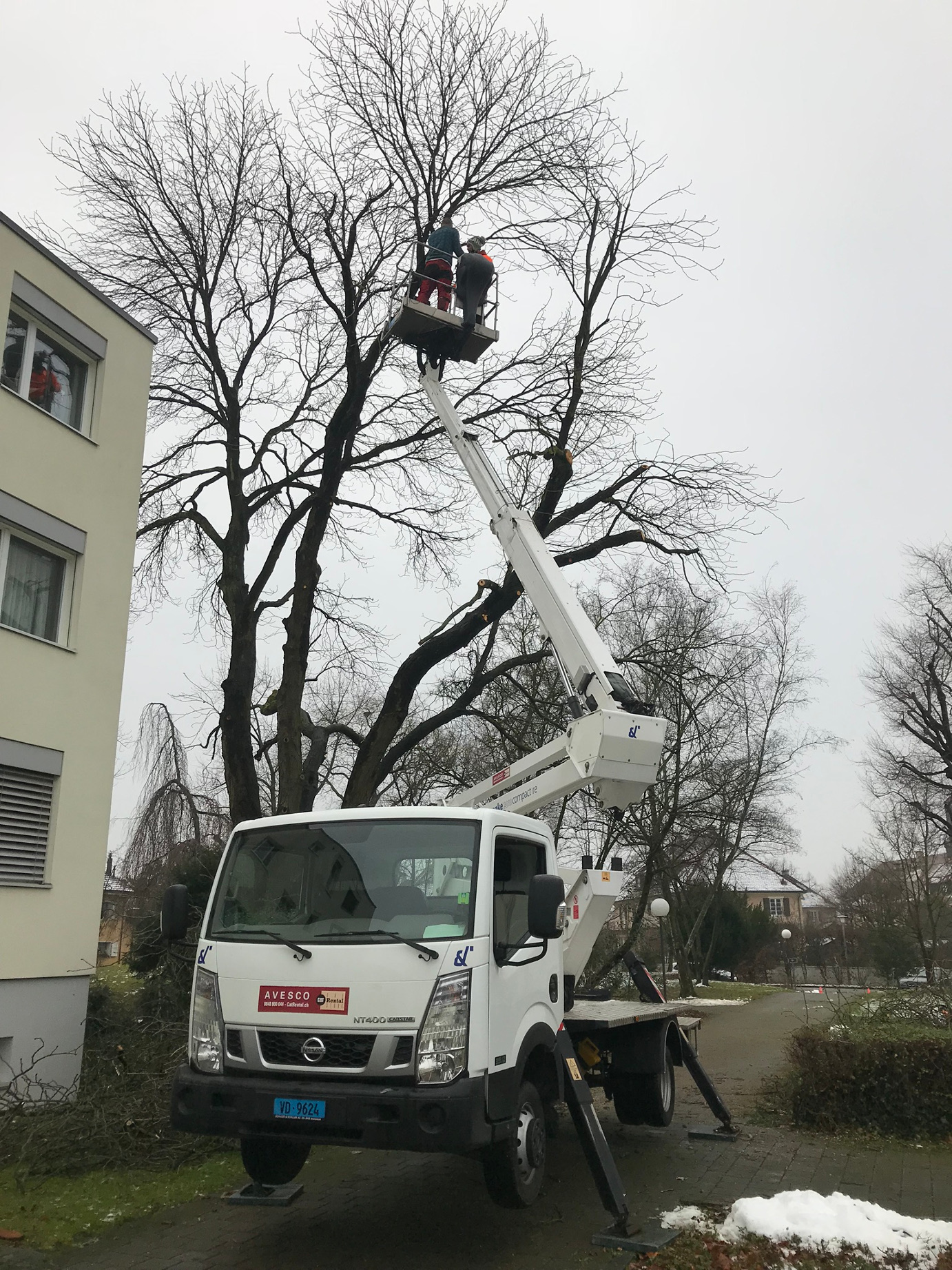 Baumpflege mit Hebebühne